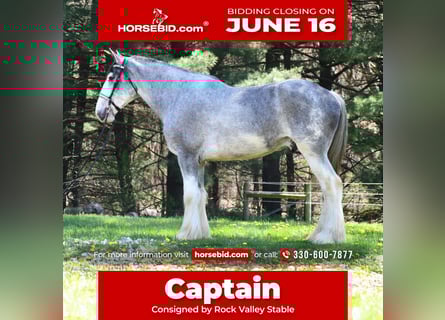Clydesdale, Wałach, 4 lat, 173 cm, Karodereszowata