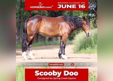 Clydesdale Mix, Wałach, 5 lat, 155 cm, Gniada