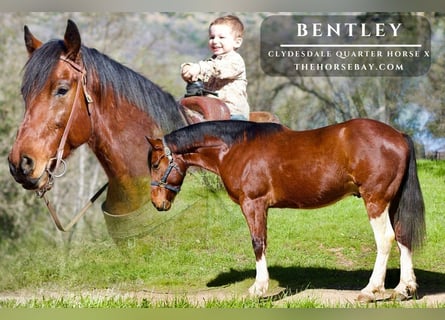 Clydesdale Mix, Wałach, 6 lat, 163 cm, Gniada