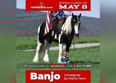 Clydesdale Mix, Wałach, 4 lat