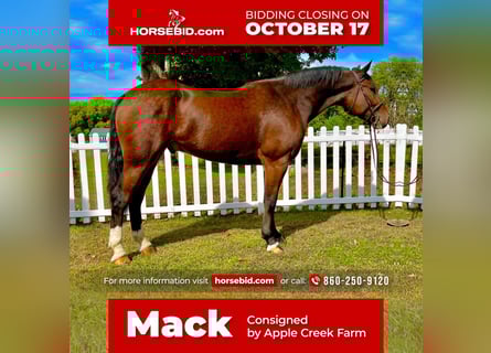 Clydesdale Mix, Wałach, 5 lat, Gniada