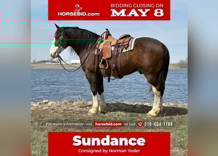 Clydesdale Mix, Wałach, 6 lat, Ciemnogniada