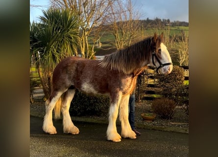 Clydesdale, Wallach, 2 Jahre, 170 cm, Roan-Bay