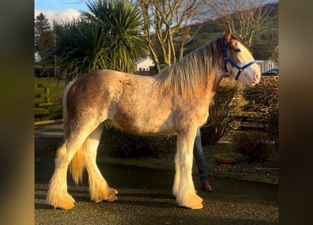 Clydesdale, Wallach, 2 Jahre, 170 cm, Roan-Red