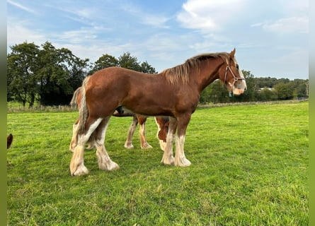 Clydesdale, Wallach, 3 Jahre