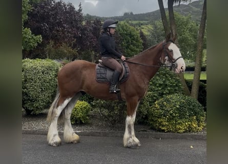 Clydesdale, Wallach, 4 Jahre, 170 cm, Rotbrauner