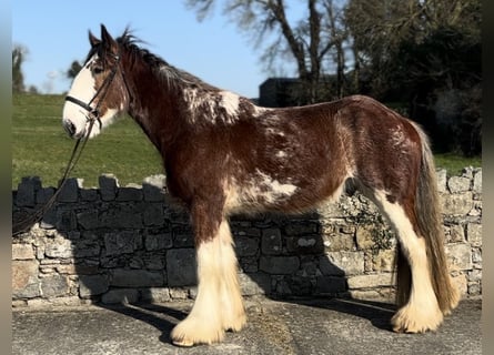 Clydesdale, Wallach, 4 Jahre, 170 cm, Rotbrauner