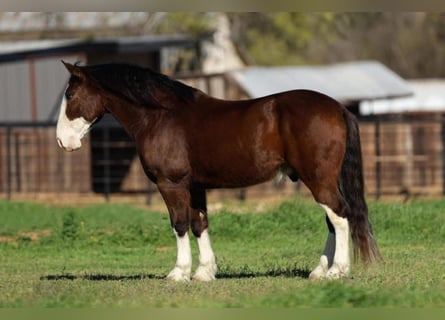Clydesdale, Wallach, 5 Jahre, 60 cm, Brauner