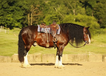 Clydesdale Mix, Wallach, 8 Jahre, 163 cm, Dunkelbrauner