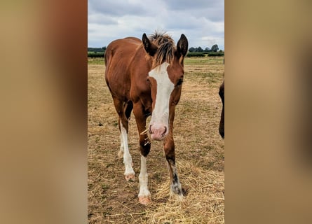 Clydesdale Mix, Wallach, Fohlen (03/2025), 170 cm, Rotbrauner