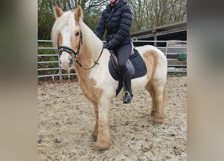 Cob, Caballo castrado, 11 años, 144 cm, Pío