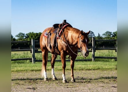 Cob, Caballo castrado, 12 años, Castaño