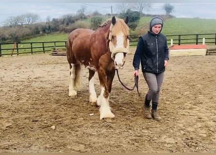 Cob, Caballo castrado, 15 años, 163 cm, Alazán