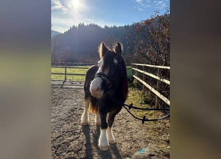 Cob, Caballo castrado, 3 años, 142 cm, Musgo marrón