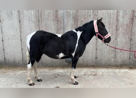 Cob, Caballo castrado, 4 años, 124 cm, Pío