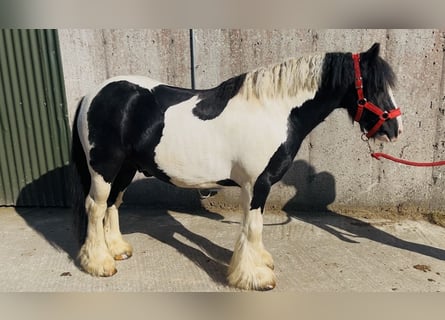 Cob, Caballo castrado, 4 años, 125 cm, Pío