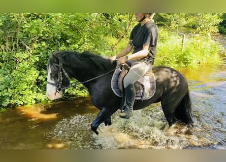 Cob, Caballo castrado, 4 años, 128 cm, Negro