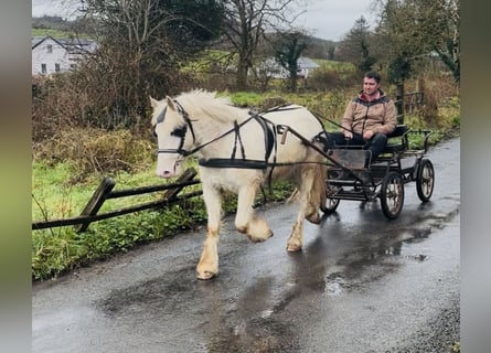 Cob, Caballo castrado, 4 años, 138 cm, Atigrado/Moteado