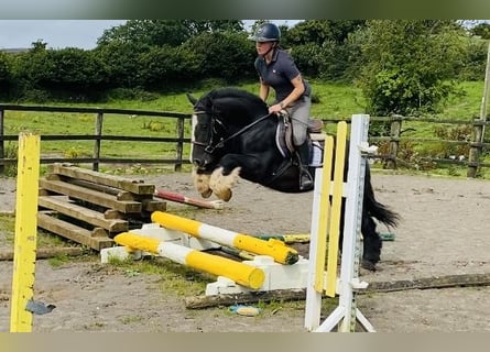 Cob, Caballo castrado, 4 años, 140 cm, Negro