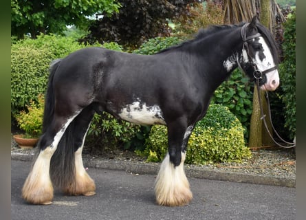 Cob, Caballo castrado, 4 años, 142 cm, Morcillo