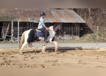 Cob Mestizo, Caballo castrado, 4 años, 143 cm, Pío