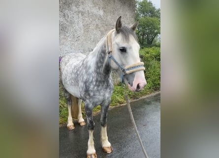 Cob, Caballo castrado, 4 años, 147 cm, Tordo rodado