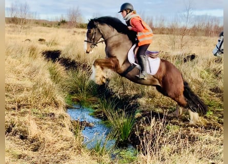 Cob, Caballo castrado, 4 años, 148 cm, Castaño