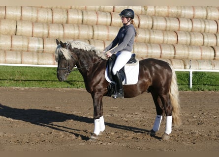 Cob, Caballo castrado, 4 años, 152 cm