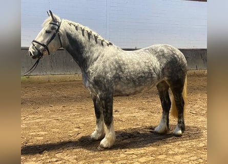 Cob, Caballo castrado, 4 años, 152 cm, Tordo