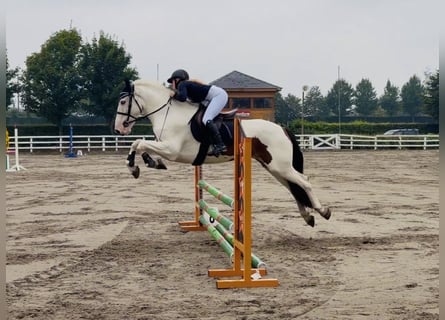 Cob, Caballo castrado, 4 años, 153 cm, Tobiano-todas las-capas