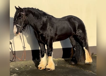 Cob, Caballo castrado, 4 años, 154 cm, Negro