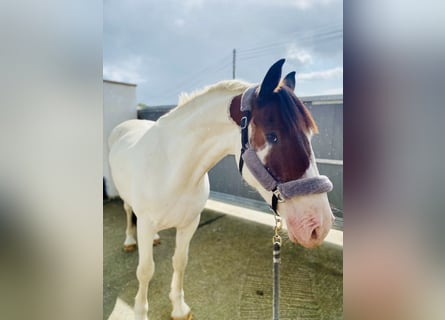 Cob, Caballo castrado, 4 años, 158 cm, Pío