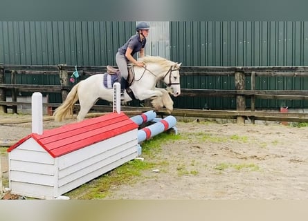 Cob, Caballo castrado, 5 años, 136 cm, Tordo