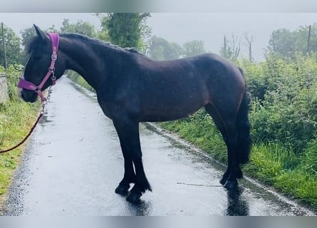 Cob, Caballo castrado, 5 años, 147 cm, Castaño