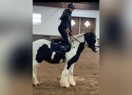 Cob, Caballo castrado, 5 años, 153 cm, Pío