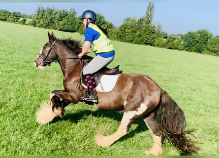 Cob, Caballo castrado, 5 años, 158 cm, Castaño