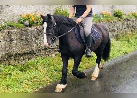 Cob, Caballo castrado, 6 años, 128 cm, Negro