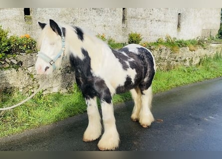 Cob, Caballo castrado, 6 años, 130 cm, Pío