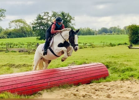 Cob, Caballo castrado, 6 años, 152 cm, Pío