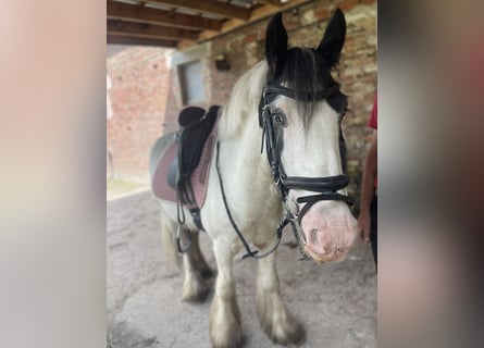 Cob, Caballo castrado, 7 años, 145 cm, Tobiano-todas las-capas