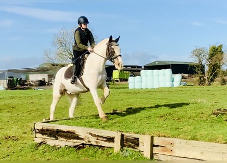 Cob, Caballo castrado, 8 años, 145 cm, Pío