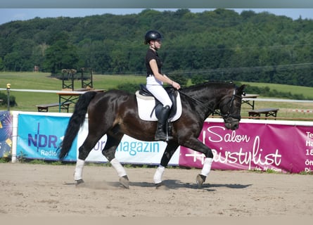 Cob, Castrone, 13 Anni, 150 cm, Baio nero