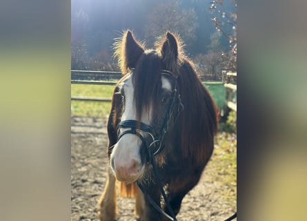 Cob, Castrone, 3 Anni, 142 cm, Falbo baio