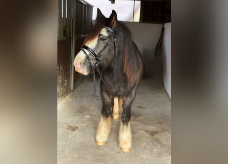 Cob, Castrone, 3 Anni, 146 cm, Falbo baio