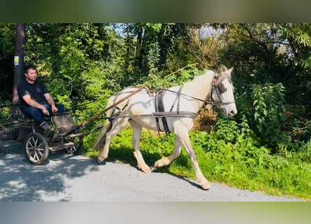 Cob, Castrone, 4 Anni, 133 cm, Falbo