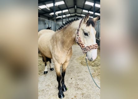 Cob, Castrone, 4 Anni, 146 cm, Falbo