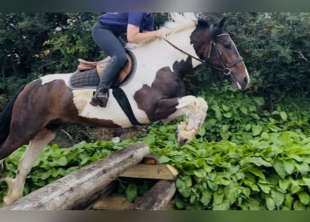Cob, Castrone, 4 Anni, 147 cm, Pezzato