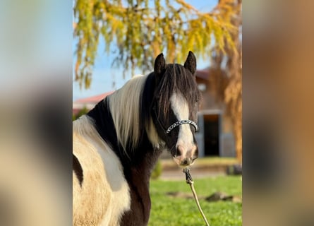 Cob, Castrone, 4 Anni, 153 cm, Pezzato