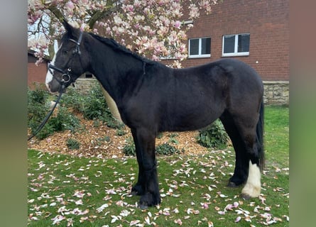 Cob, Castrone, 4 Anni, 155 cm, Morello