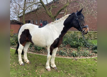 Cob, Castrone, 4 Anni, 156 cm, Pezzato